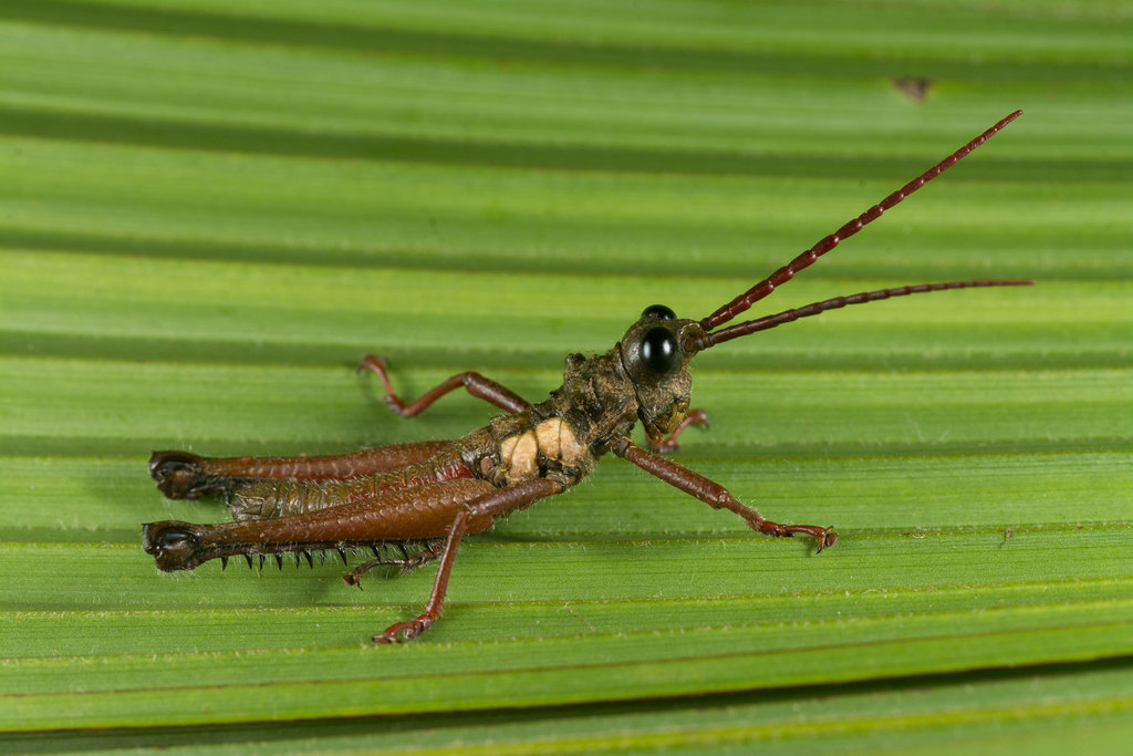 Driphilacris tuberosa