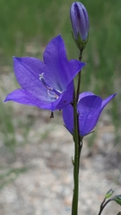 Campanula petiolata