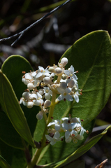 Olea capensis capensis