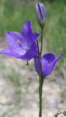 Campanula petiolata