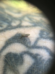 Ochlerotatus
