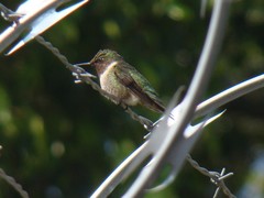 Archilochus colubris