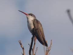 Leucolia violiceps