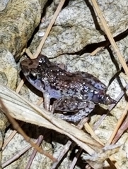 Eleutherodactylus rogersi