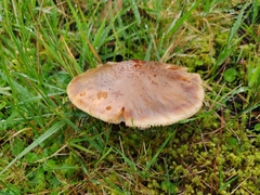 Amanita brunneolocularis