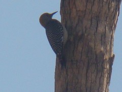 Melanerpes aurifrons