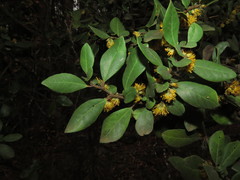 Azara integrifolia