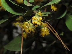 Azara integrifolia
