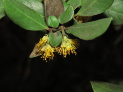 Azara integrifolia