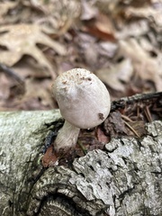 Pluteus tomentosulus