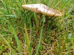 Amanita brunneolocularis
