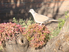 Streptopelia decaocto