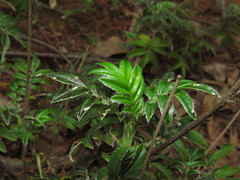 Acaena argentea