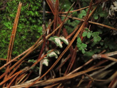 Cheilanthes hypoleuca