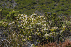 Erica thomae thomae