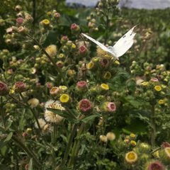Erigeron variifolius