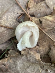 Pluteus tomentosulus