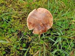 Amanita brunneolocularis