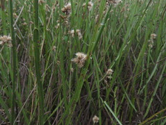 Baccharis sagittalis