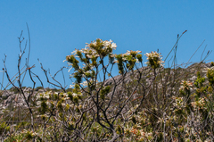 Erica thomae thomae