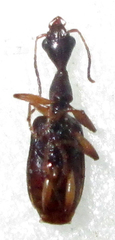 Eucolliuris