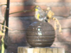 Setophaga coronata auduboni