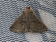 Hypenula cacuminalis