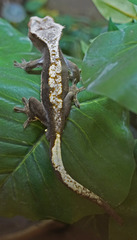 Correlophus ciliatus