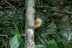 Neofavolus americanus