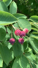 Amelanchier arborea