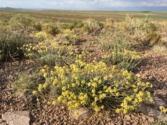 Eriogonum lachnogynum