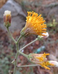 Bebbia atriplicifolia
