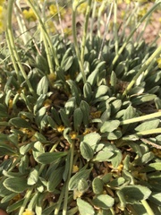 Eriogonum lachnogynum