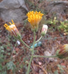 Bebbia atriplicifolia