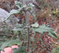 Bebbia atriplicifolia