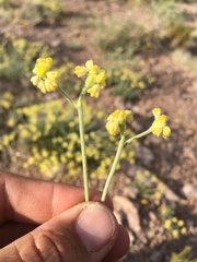 Eriogonum lachnogynum