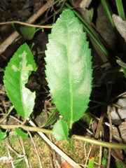 Azara serrata