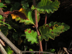 Nothofagus glauca