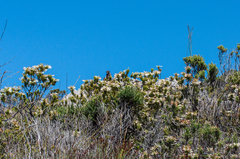 Erica thomae thomae