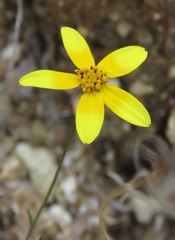 Bidens xanti