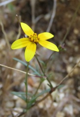 Bidens xanti