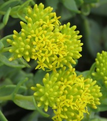 Coulterella capitata