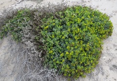 Coulterella capitata