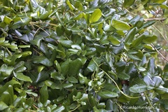 Lardizabala biternata