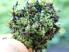 Plagiomnium rostratum