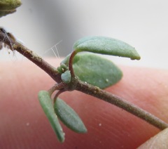 Drymaria holosteoides