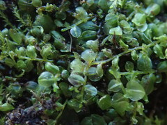 Plagiomnium rostratum