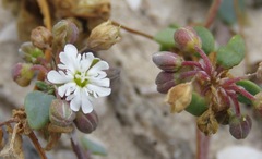 Drymaria holosteoides