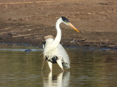 Ardea cocoi