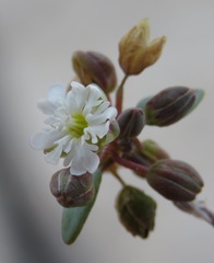 Drymaria holosteoides